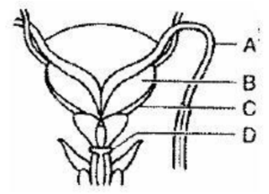 NEET TEST SERIES 18 BIOLOGY Zawlbuk Zirna Run